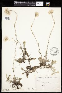 Antennaria howellii subsp. neodioica image