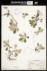 Antennaria howellii subsp. neodioica image