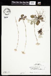 Antennaria howellii subsp. neodioica image