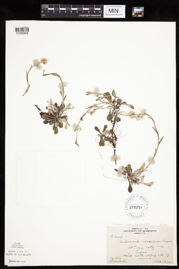 Antennaria howellii subsp. neodioica image