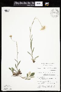 Antennaria parlinii image