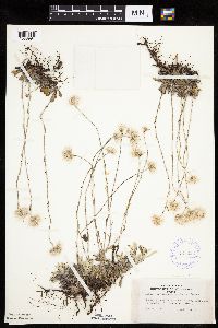 Antennaria howellii subsp. neodioica image