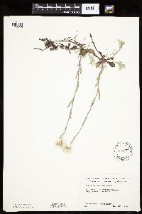 Antennaria howellii subsp. neodioica image