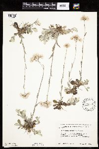 Antennaria howellii image