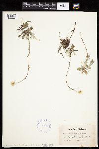 Antennaria howellii subsp. neodioica image