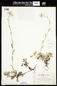 Antennaria howellii subsp. neodioica image