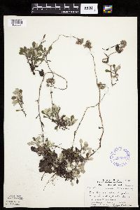 Antennaria howellii subsp. neodioica image