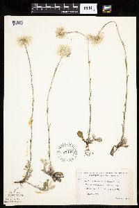 Antennaria howellii subsp. neodioica image