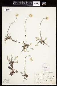 Antennaria howellii image