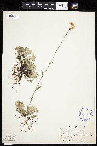Antennaria howellii image