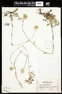 Antennaria howellii subsp. neodioica image