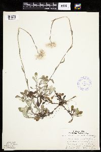 Antennaria howellii image