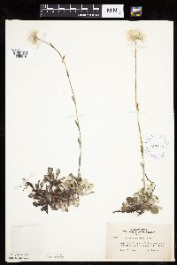 Antennaria howellii image