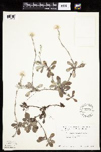 Antennaria howellii subsp. petaloidea image