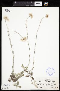 Antennaria howellii subsp. neodioica image