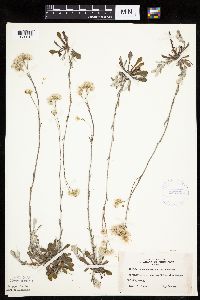 Antennaria howellii image