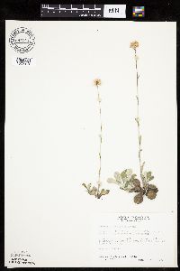 Antennaria howellii subsp. neodioica image