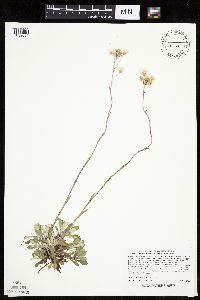 Antennaria howellii image