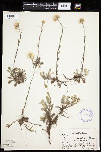 Antennaria howellii subsp. neodioica image