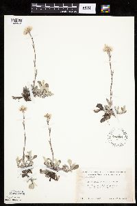 Antennaria howellii subsp. neodioica image