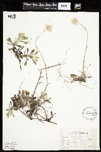 Antennaria howellii subsp. neodioica image