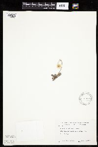 Antennaria howellii subsp. neodioica image