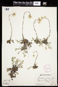 Antennaria howellii subsp. neodioica image