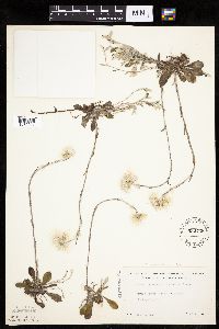 Antennaria howellii subsp. petaloidea image