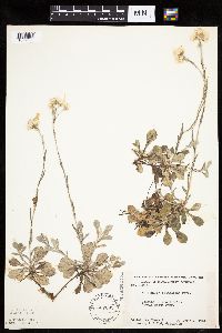 Antennaria howellii subsp. petaloidea image