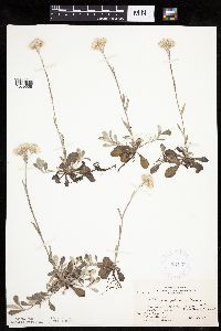 Antennaria howellii image