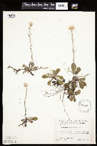 Antennaria howellii image