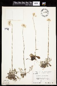 Antennaria howellii subsp. canadensis image