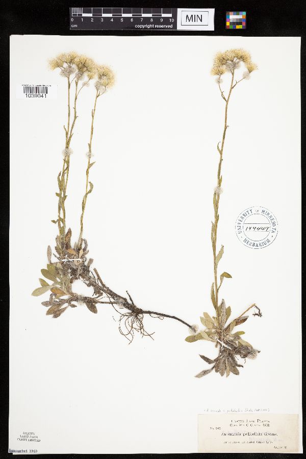 Antennaria howellii subsp. petaloidea image