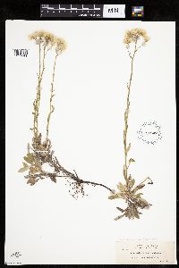 Antennaria howellii image