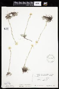 Antennaria microphylla image