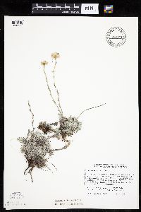 Antennaria microphylla image