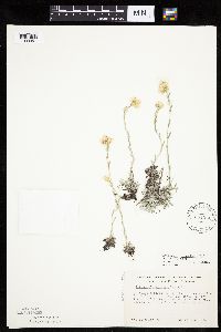 Antennaria microphylla image