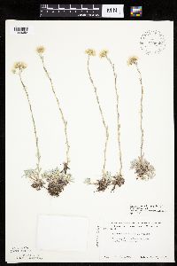 Antennaria microphylla image