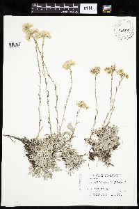 Antennaria microphylla image