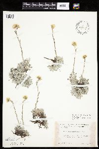 Antennaria microphylla image