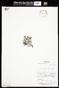 Antennaria microphylla image