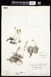 Antennaria microphylla image