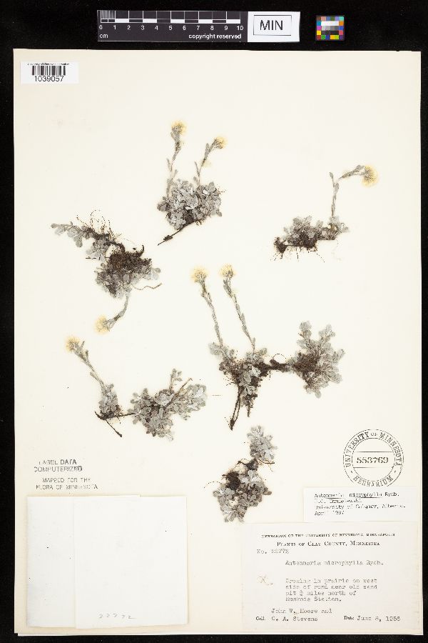 Antennaria microphylla image