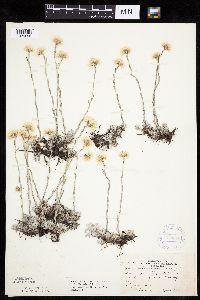 Antennaria microphylla image