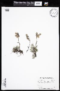 Media resource of Antennaria microphylla