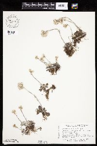 Antennaria neglecta image