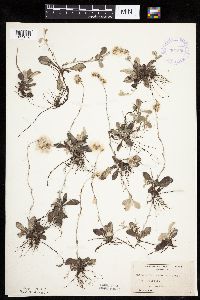 Antennaria neglecta image