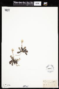 Antennaria howellii subsp. petaloidea image