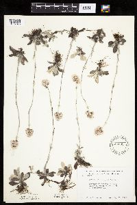 Antennaria neglecta image