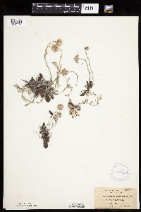 Antennaria neglecta image